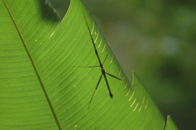 Stick insect in the Monteverde Cloud Forest.