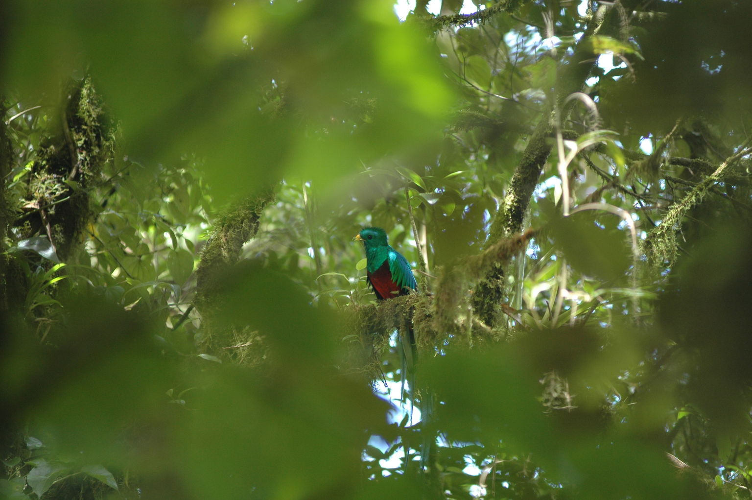 The Resplendent Quetzal, national bird of Guatemala that also lends its name to that country's currency, surveys its nest as tourists lie waiting to catch a glimpse.