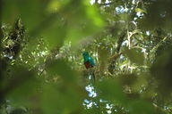 The Resplendent Quetzal, national bird of Guatemala that also lends its name to that country's currency, surveys its nest as tourists lie waiting to catch a glimpse.