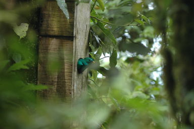 The male Quetzal nesting inside a man-made box in the Monteverde Cloud Forest sticks his head out to see what's going on.  The bird's plumage is so large that when he turns around his tail feathers protrude from the opening.