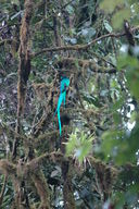 The male Resplendent Quetzal surveys his nest from a nearby tree.