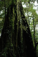 Strangler figs grow up and around the outsides of trees in the cloud forest.  When the tree inside dies, the figs sometimes live on, creating a hollow structure inside.