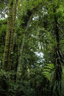 The trees of the cloud forest are covered with epiphytes, which receive their nourishment from moisture in the air.  The moisture condensed by the epiphytes also feeds the trees.
