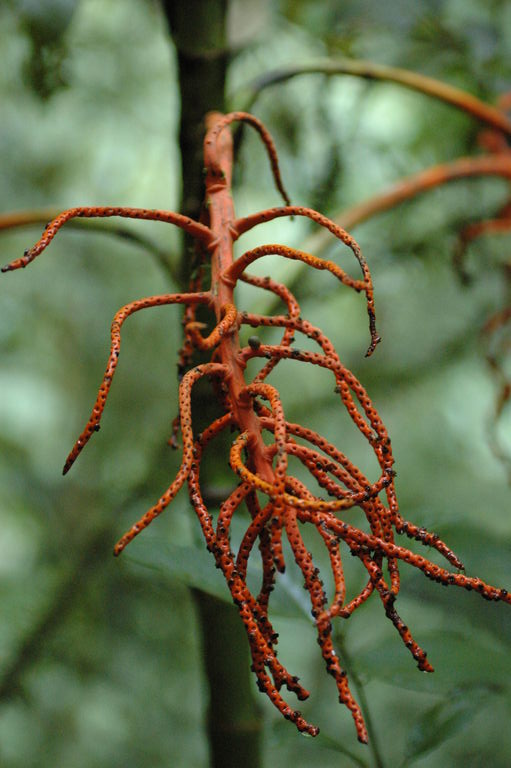 This plant uses a bright orange color to attract birds to its seeds.  Once the seeds are gone, it sucks the color back in from the flower, turning the used flower white, to later reuse on another flower.
