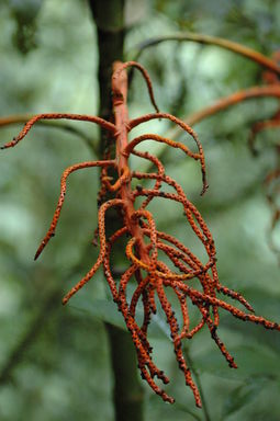 This plant uses a bright orange color to attract birds to its seeds.  Once the seeds are gone, it sucks the color back in from the flower, turning the used flower white, to later reuse on another flower.