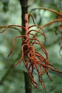 This plant uses a bright orange color to attract birds to its seeds.  Once the seeds are gone, it sucks the color back in from the flower, turning the used flower white, to later reuse on another flower.