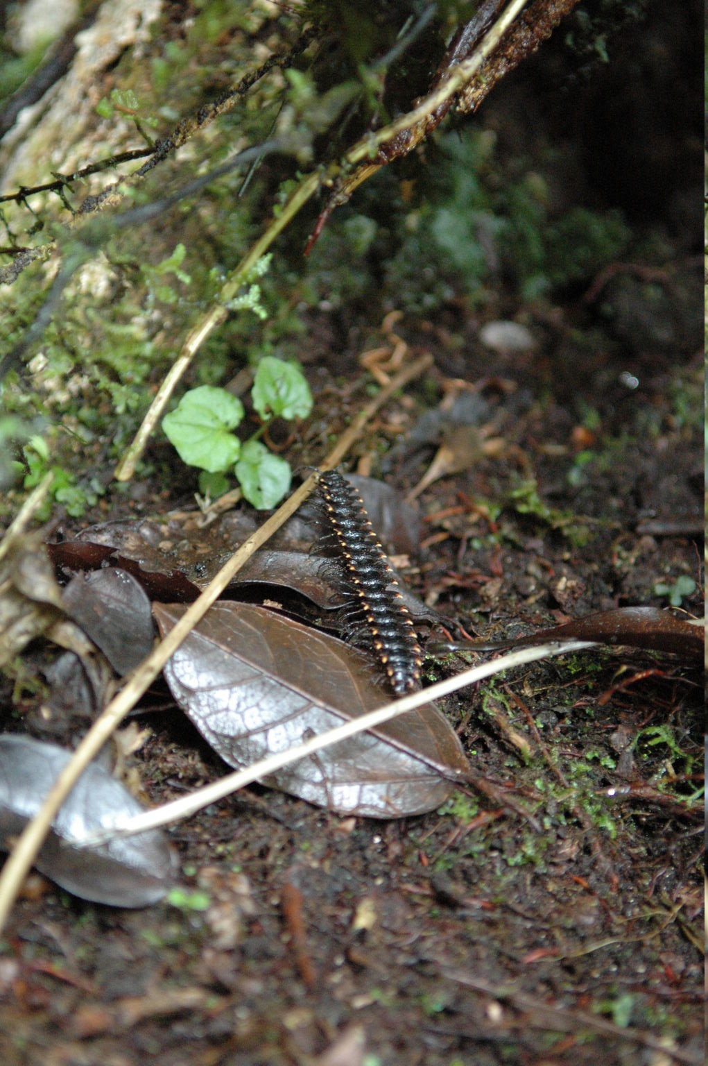 The male millipede, sexed by looking at the 7th segment, rides on the female's back after mating.  When it feels threatened, it is capable of ejecting cyanide in a spray of several inches.