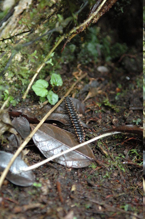 The male millipede, sexed by looking at the 7th segment, rides on the female's back after mating.  When it feels threatened, it is capable of ejecting cyanide in a spray of several inches.