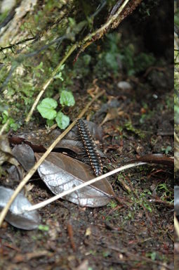 The male millipede, sexed by looking at the 7th segment, rides on the female's back after mating.  When it feels threatened, it is capable of ejecting cyanide in a spray of several inches.