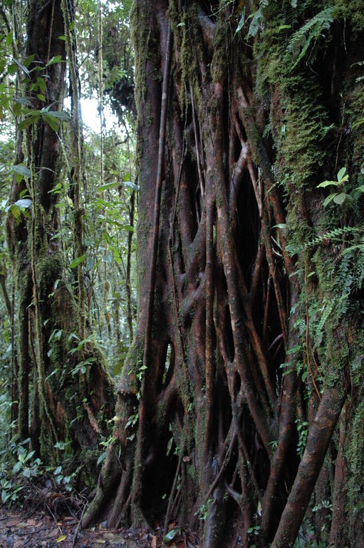 The cloud forest was full of impressive strangler fig structures.