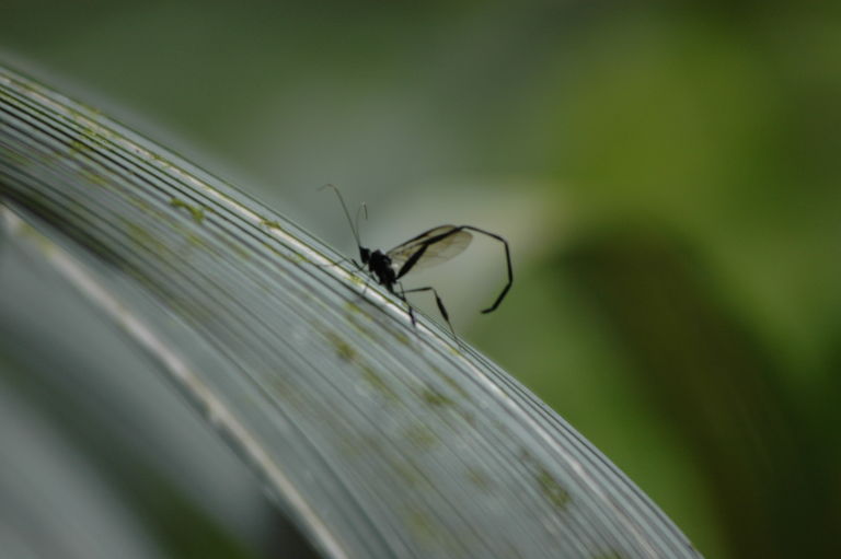 A wasp in the cloud forest.