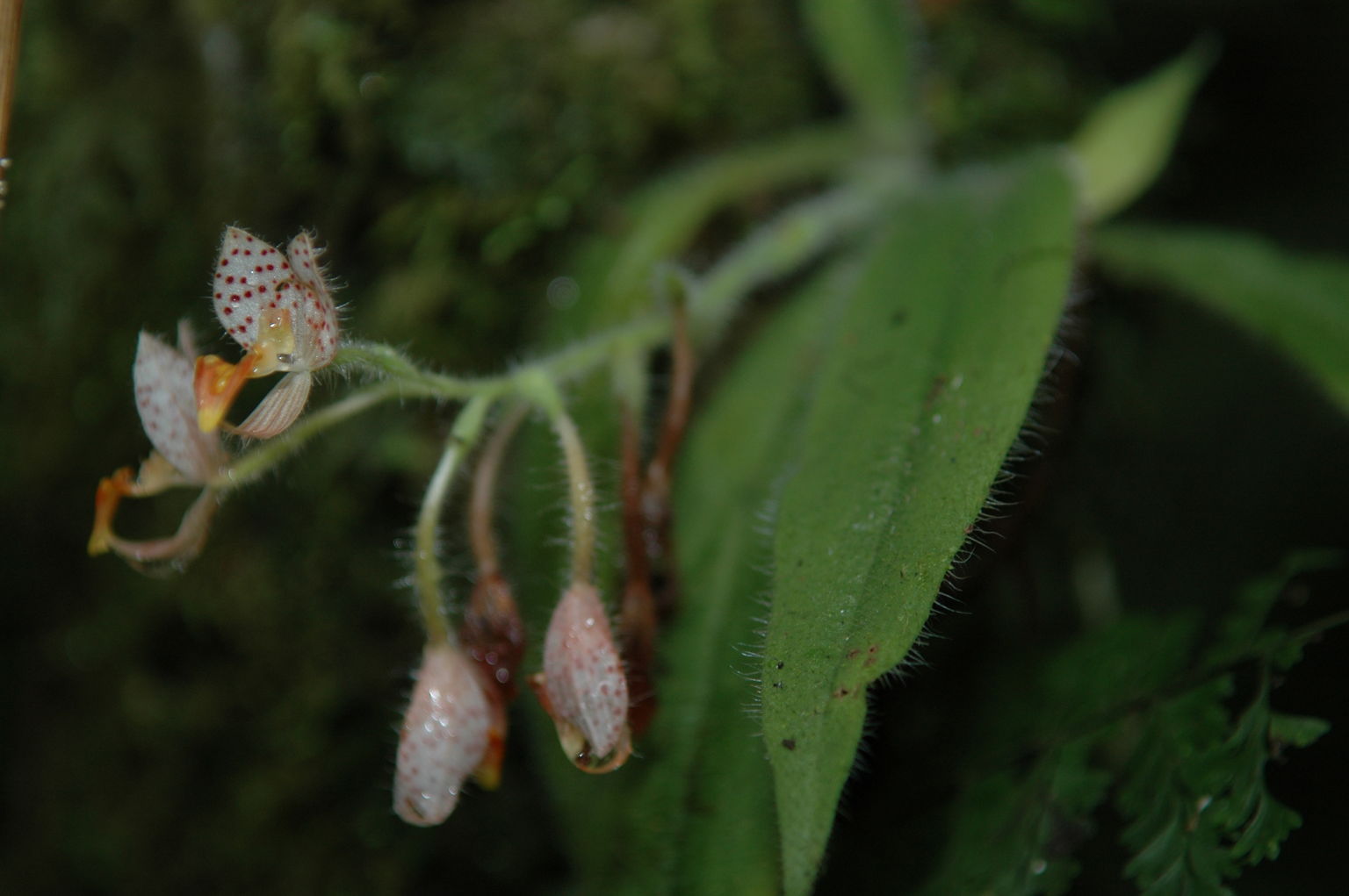 We saw orchids growing all over the cloud forest.