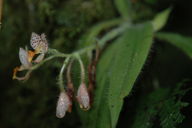 We saw orchids growing all over the cloud forest.