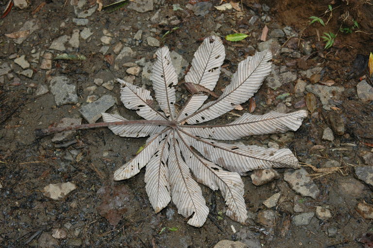 The locals used to use these leaves as a weight-loss drug.  Tea made from the crushed leaves speeds up the metabolism.