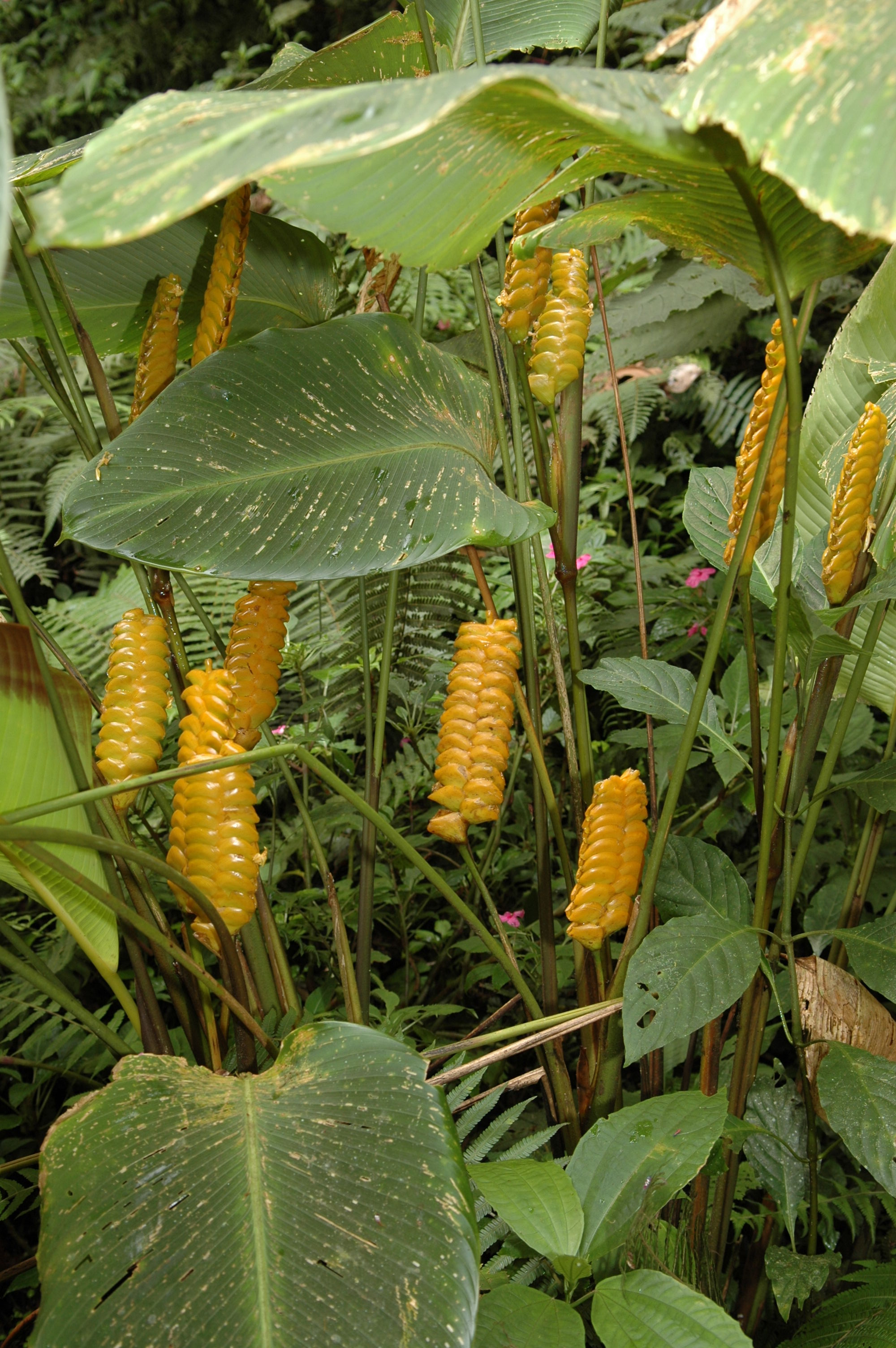 Each section of this plant (it's called a rattler plant, or something like that, because of the rattle-snake rattler shaped-flowers) produces only one or two flowers at a time to promote cross-pollination.