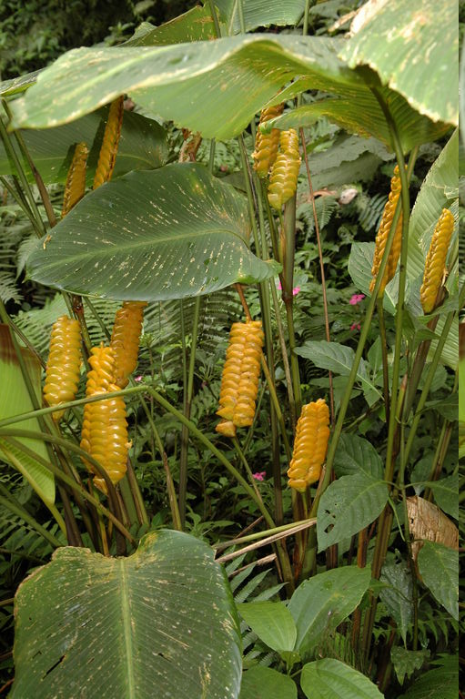 Each section of this plant (it's called a rattler plant, or something like that, because of the rattle-snake rattler shaped-flowers) produces only one or two flowers at a time to promote cross-pollination.