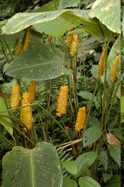 Each section of this plant (it's called a rattler plant, or something like that, because of the rattle-snake rattler shaped-flowers) produces only one or two flowers at a time to promote cross-pollination.