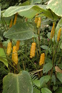 Each section of this plant (it's called a rattler plant, or something like that, because of the rattle-snake rattler shaped-flowers) produces only one or two flowers at a time to promote cross-pollination.