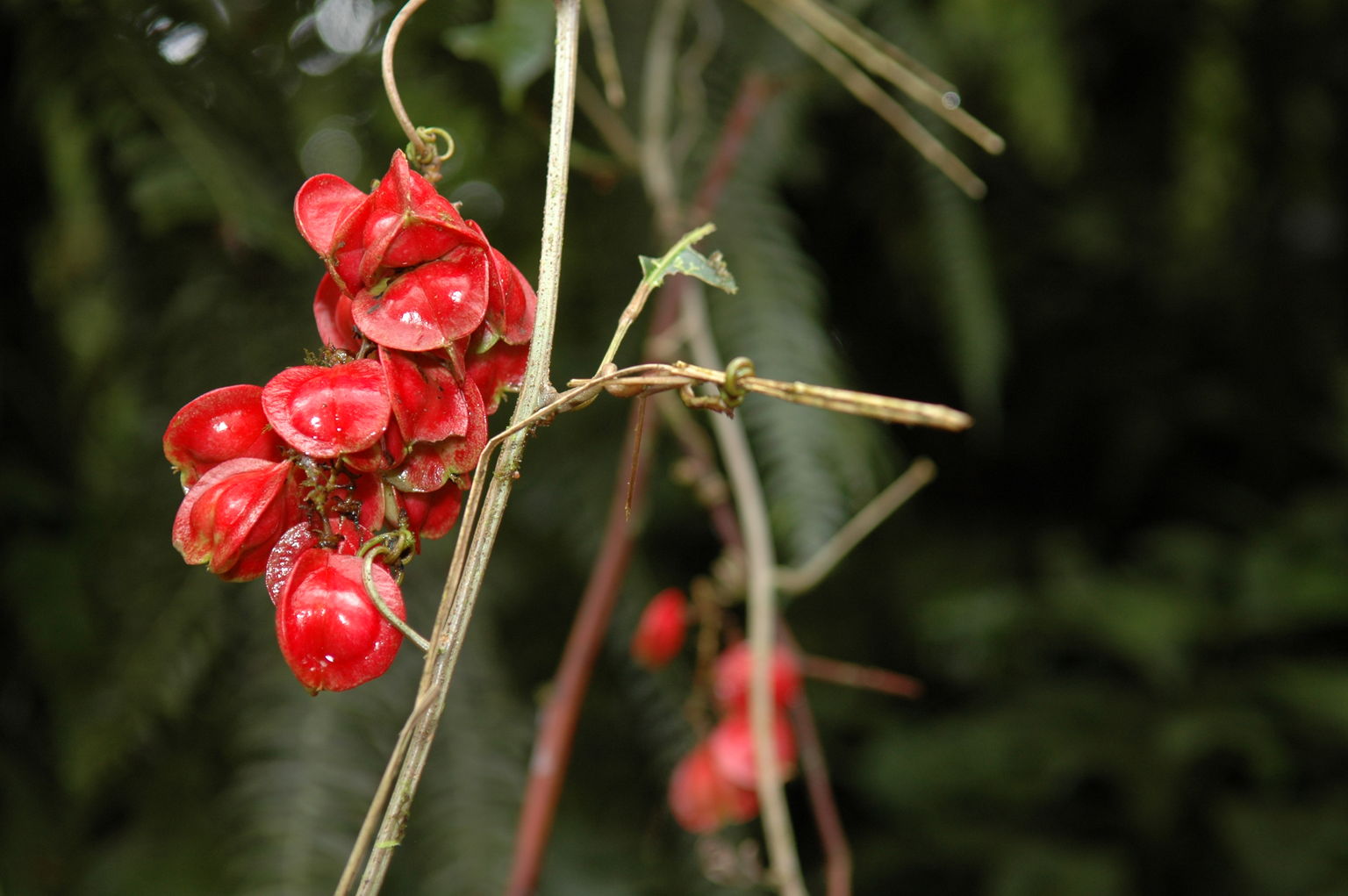 The "hot lips" plant.