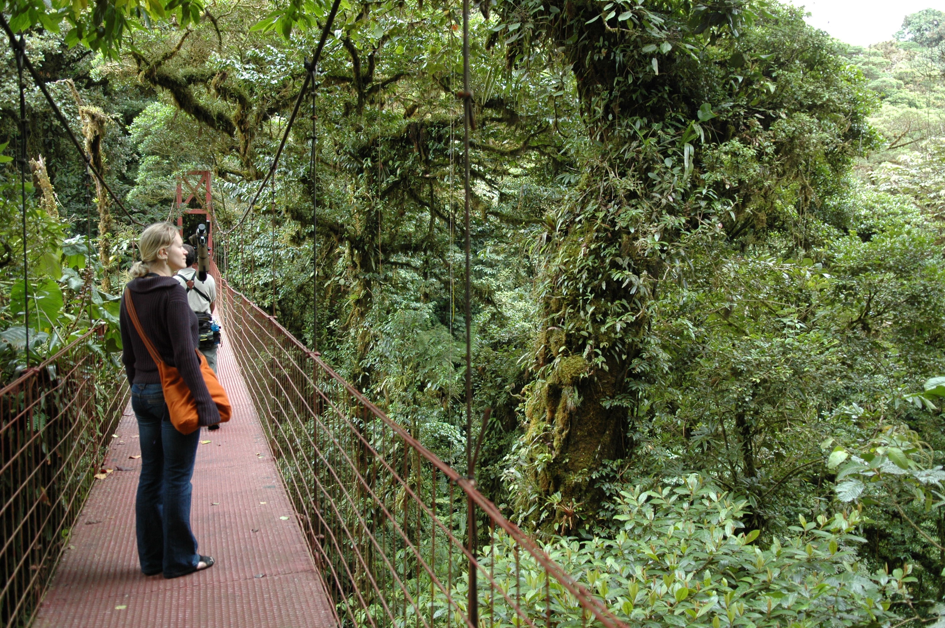 A suspension bridge high above the forest floor gave us a nice view of the cloud forest canopy.  We could see clouds rushing through at great speed in the distance, over the continental divide.