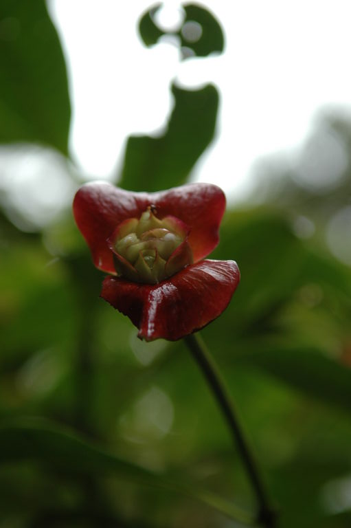 The "hot lips" plant.