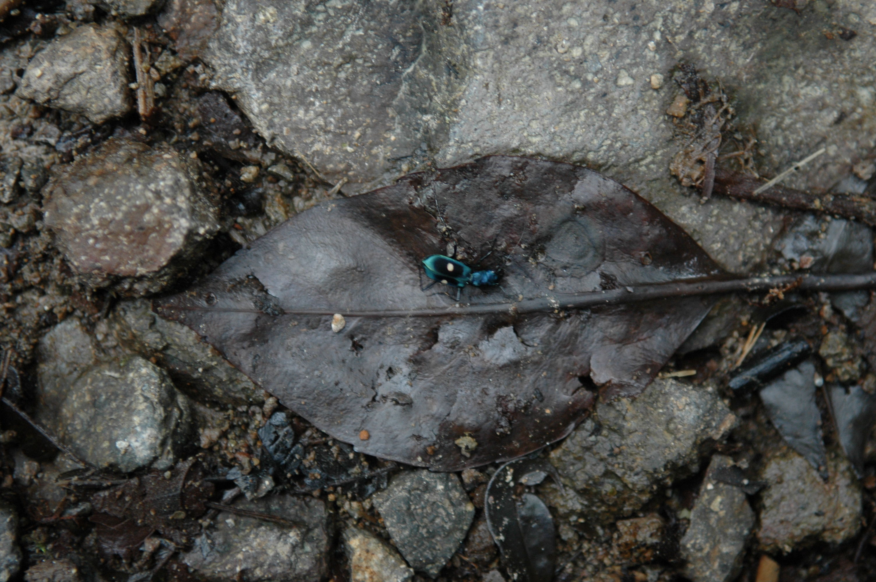 Have you ever seen a beetle as colorful as this?