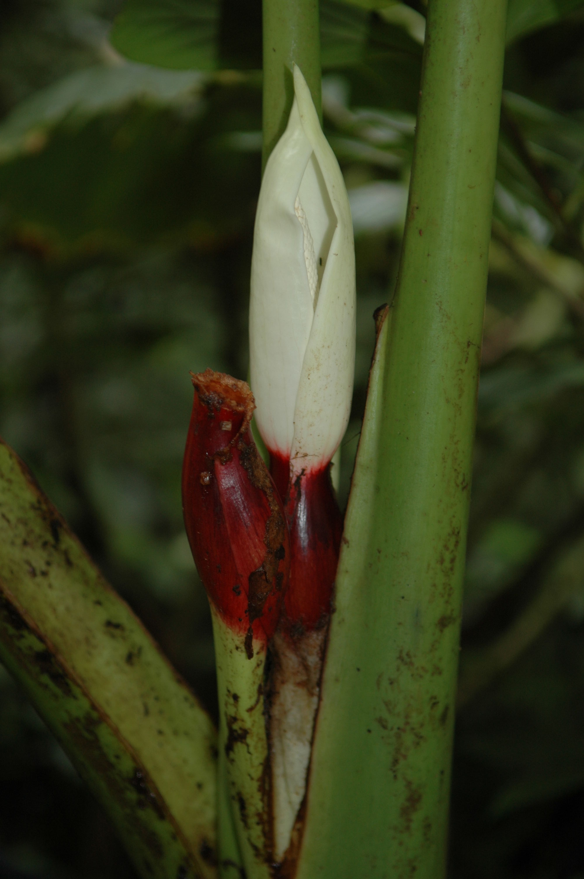 The inside of this flower warms up at night to attract insects, which sleep in its bed of pollen then mix the pollen with that of another plant the next night.