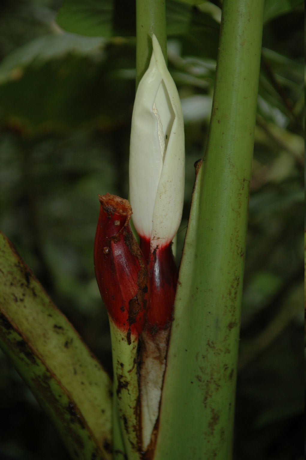 The inside of this flower warms up at night to attract insects, which sleep in its bed of pollen then mix the pollen with that of another plant the next night.