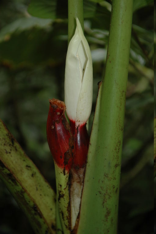 The inside of this flower warms up at night to attract insects, which sleep in its bed of pollen then mix the pollen with that of another plant the next night.