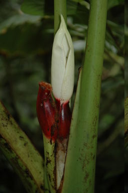 The inside of this flower warms up at night to attract insects, which sleep in its bed of pollen then mix the pollen with that of another plant the next night.