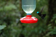 The iridescent head of this hummingbird changes color depending on the angle from which it is viewed.