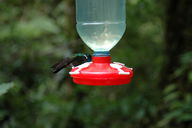 The iridescent head of this hummingbird changes color depending on the angle from which it is viewed.