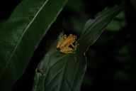 All sorts of creatures can be found in the cloud forest at night, including this little frog.