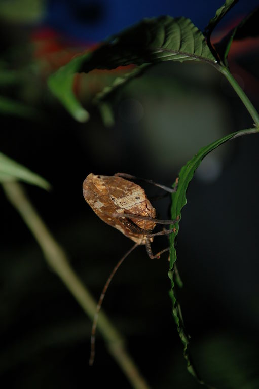 This katydid looks almost exactly like a leaf.