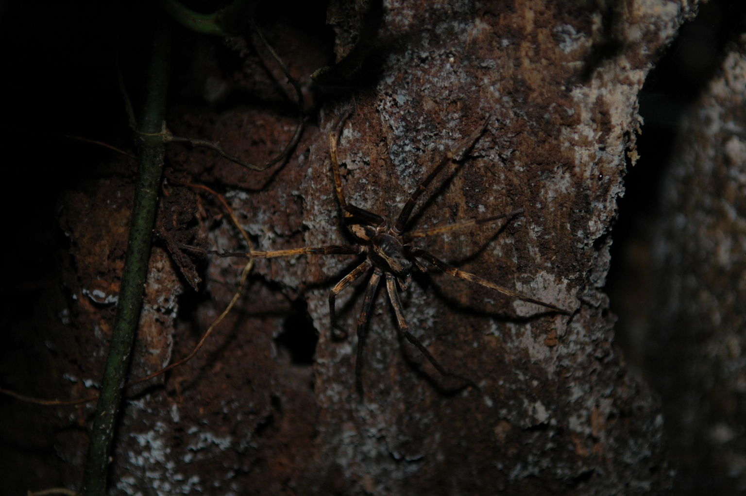 This spider is doing a pretty good job at camouflaging itself.