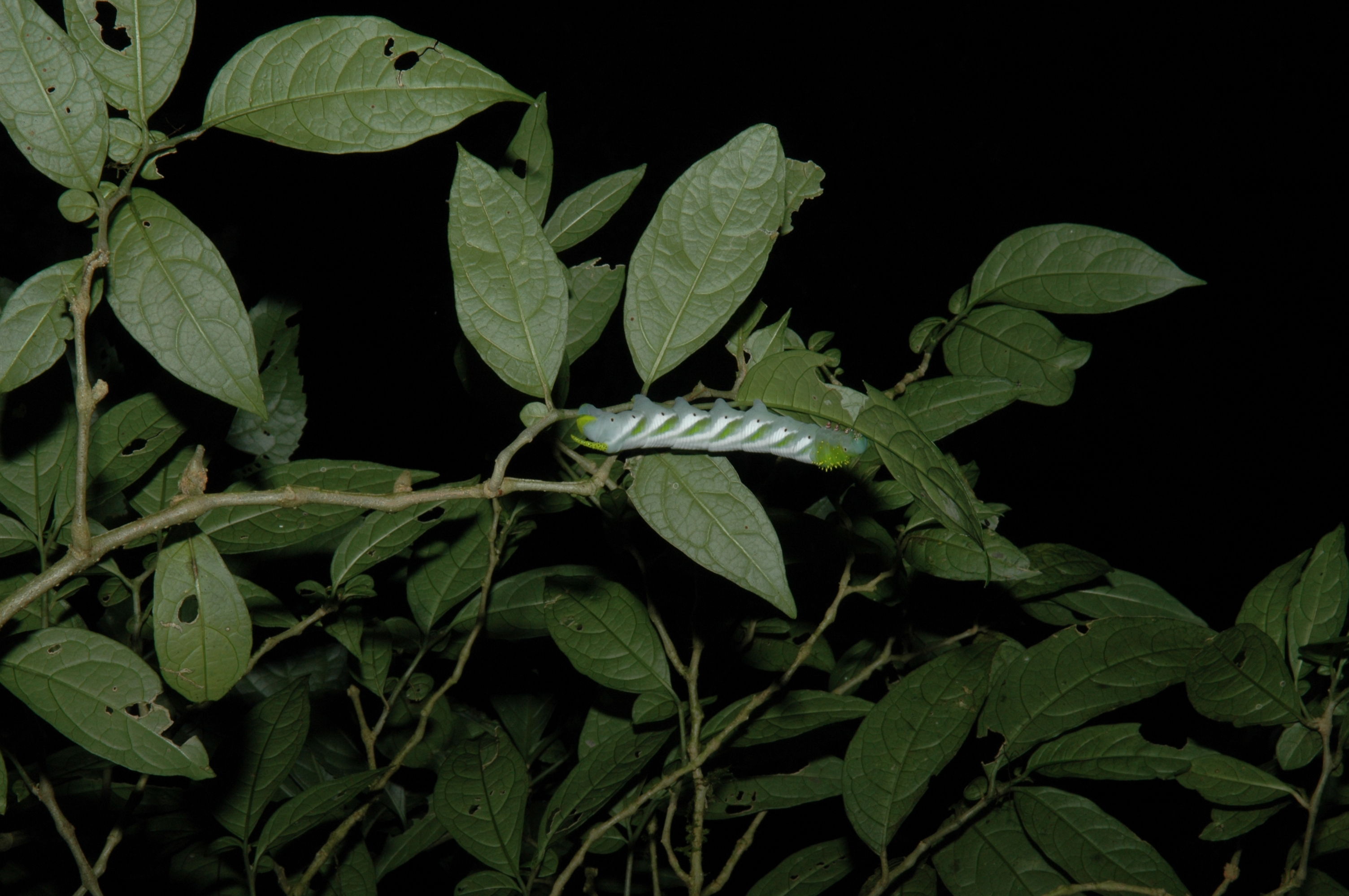 This thing was much harder to see without the light of the flash.  These bugs really do blend in well.