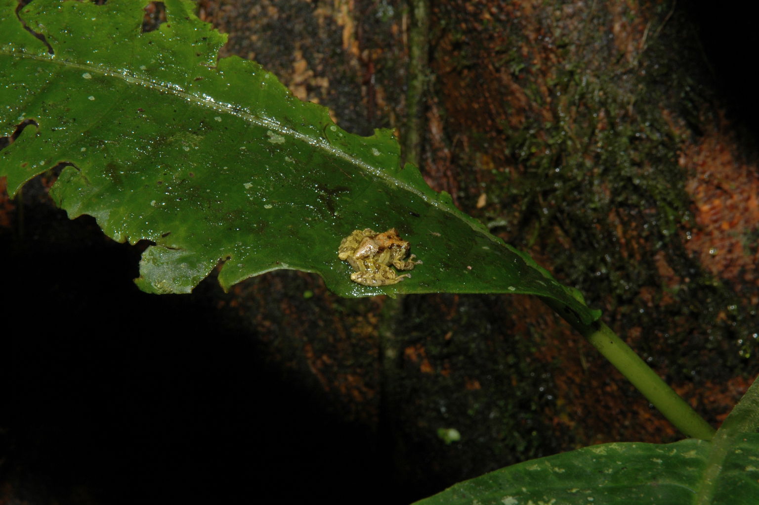 A wee frog in the cloud forest.