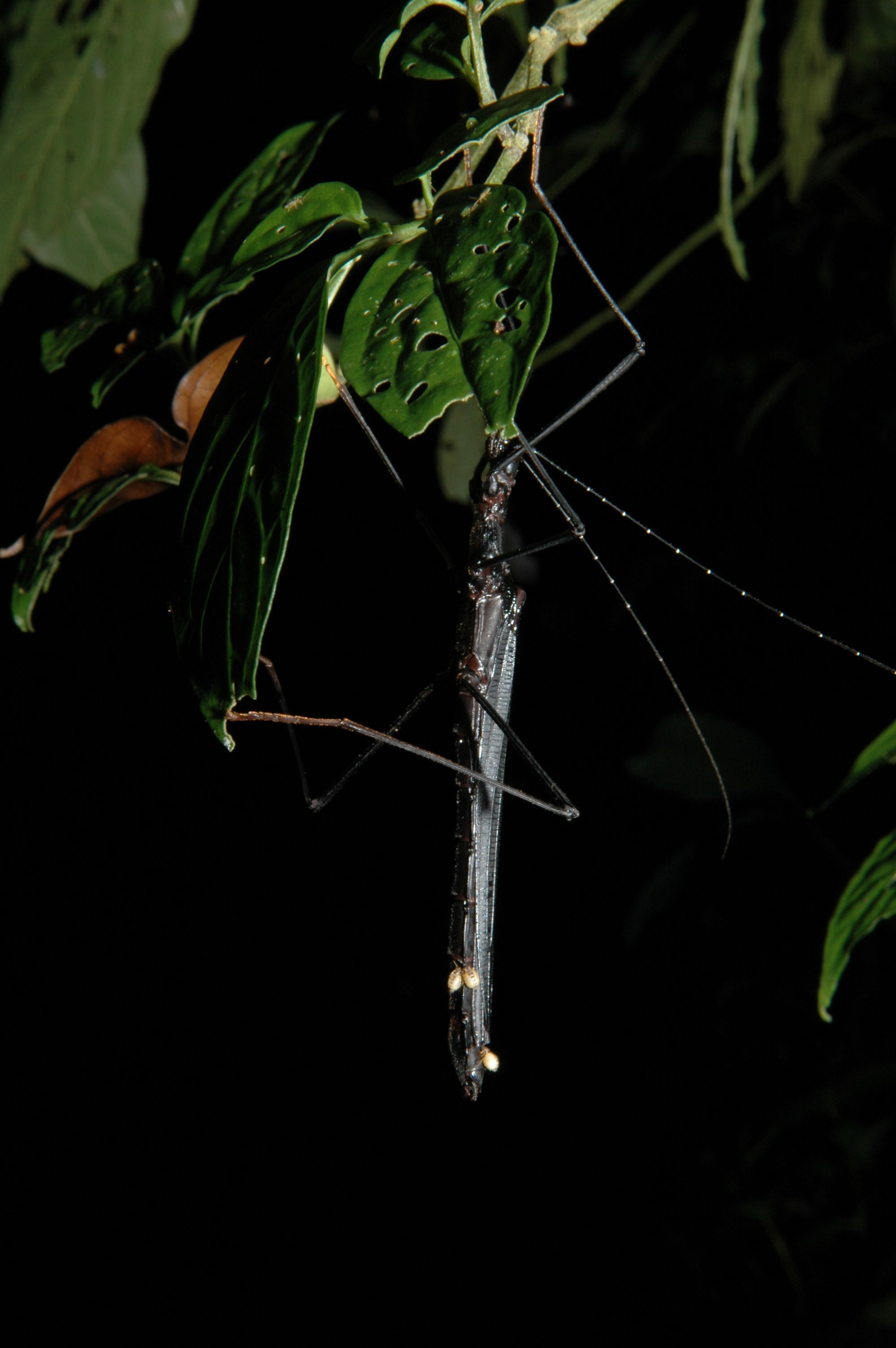 Stick insect at night.  Those white things might be parasites.