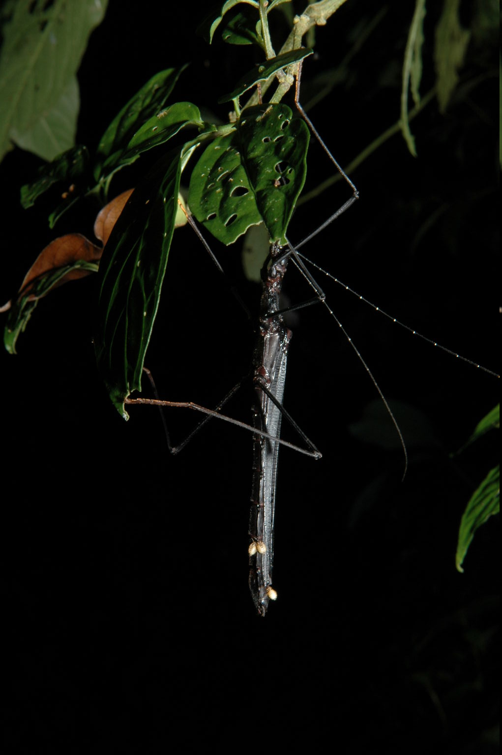 Stick insect at night.  Those white things might be parasites.