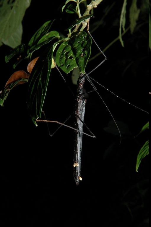 Stick insect at night.  Those white things might be parasites.