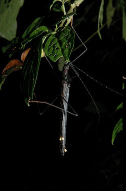 Stick insect at night.  Those white things might be parasites.