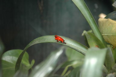 A singing poison dart frog.  The amount of noise these little guys can make is truly impressive.