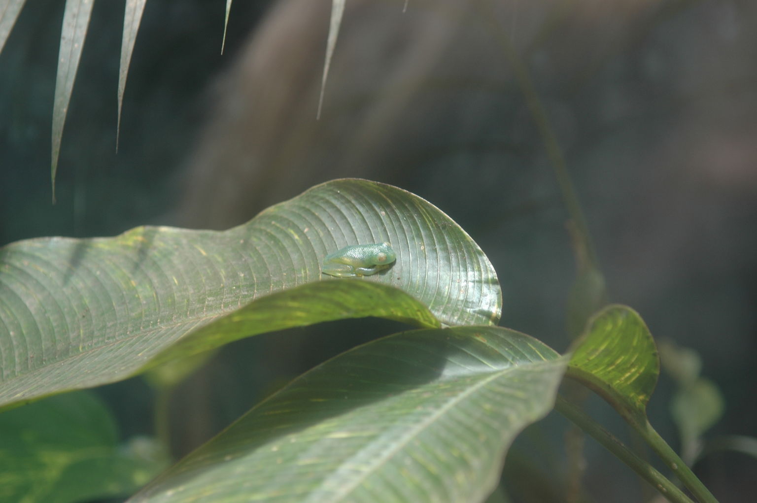 I think this is one of the glass heart frogs.  Supposedly at night you can see their hearts beating through their skin.