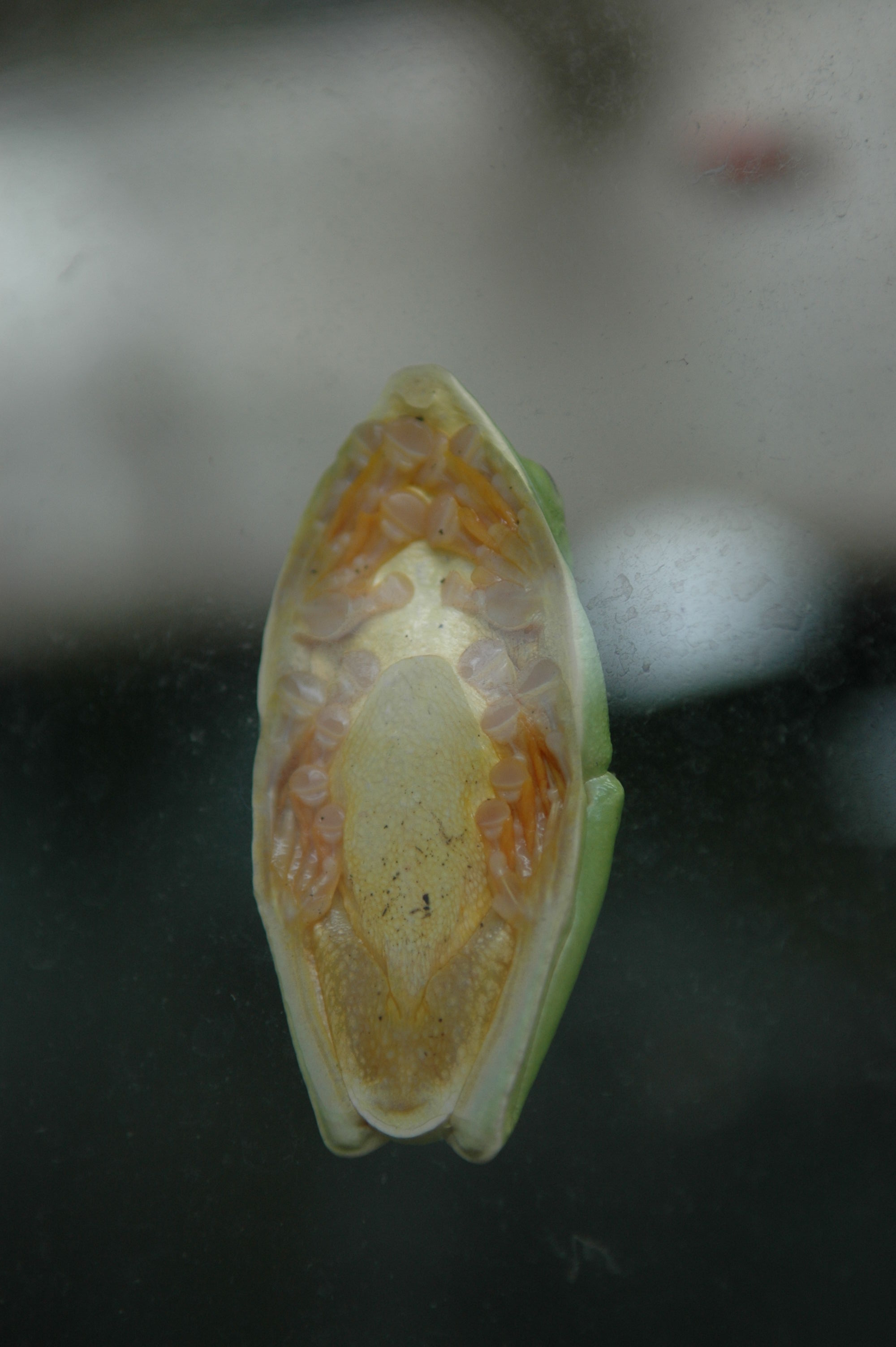 No, this isn't return of the body snatchers.  It's a frog sleeping stuck to his terrarium window.