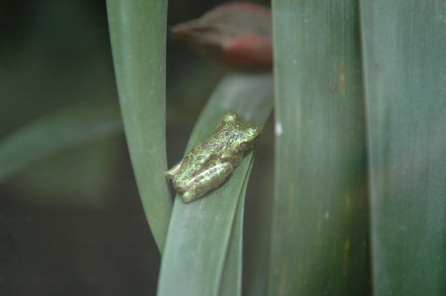 This tiny frog looks like he's made of silver and gold.