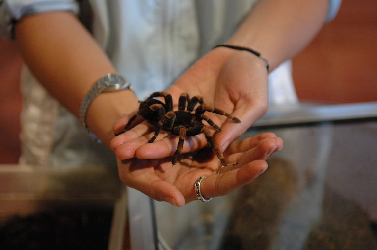 OH MY GOD!!! THERE'S A TARANTULA ON YOU!  This girl seemed totally unfazed by the hideous bugs she was picking up.  She calmly explained that the hair on the spider's legs secrete histamine, so that's why she scooped the spider up instead of grabbing it from above.