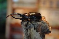 The mighty hercules beetle awaits a challenger for master of the partial-log prop.