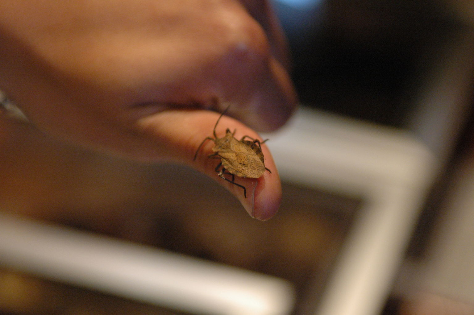 The deadly assassin bug sucks your blood for about 6 hours while you sleep, then poops before it leaves.  Don't scratch, or you might get Chagas (a charming disease that lays dormant for 10-20 years then makes your heart swell until you have a heart attack) from its feces.  Supposedly Costa Rica is clean and the bugs don't carry Chagas.  Looks like we'll find out in 10-20 years, because Beata found one in our car.  Yeek.