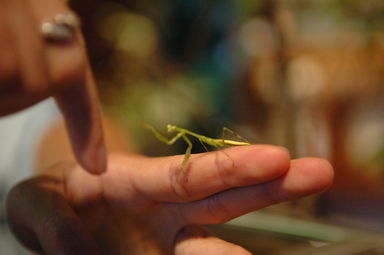 The praying mantis defends its territory against the giant fighting finger.