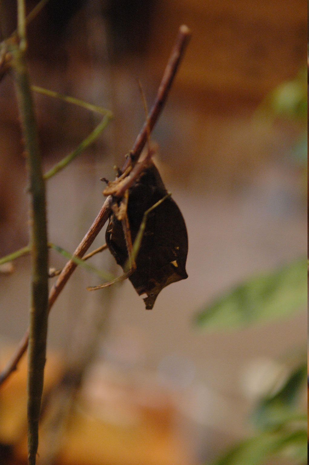 dsc_2226.jpg